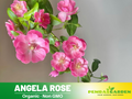 30+ Seeds| Angela Rose Seeds #1165