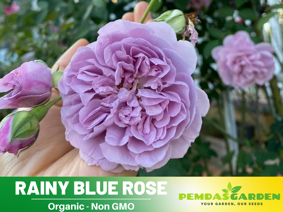 30+ Seeds| Rainy Blue Rose Seeds #1166 – PEMDASGARDEN