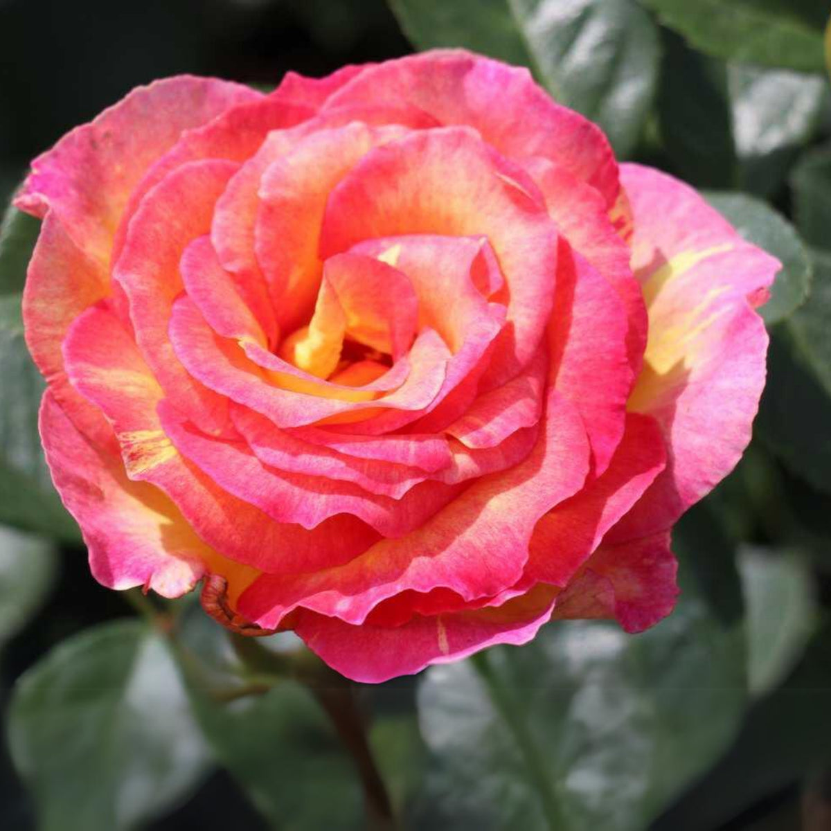 La Parisienne Perennial Rose Seeds - Heirloom Garden Flower, 30+ seeds