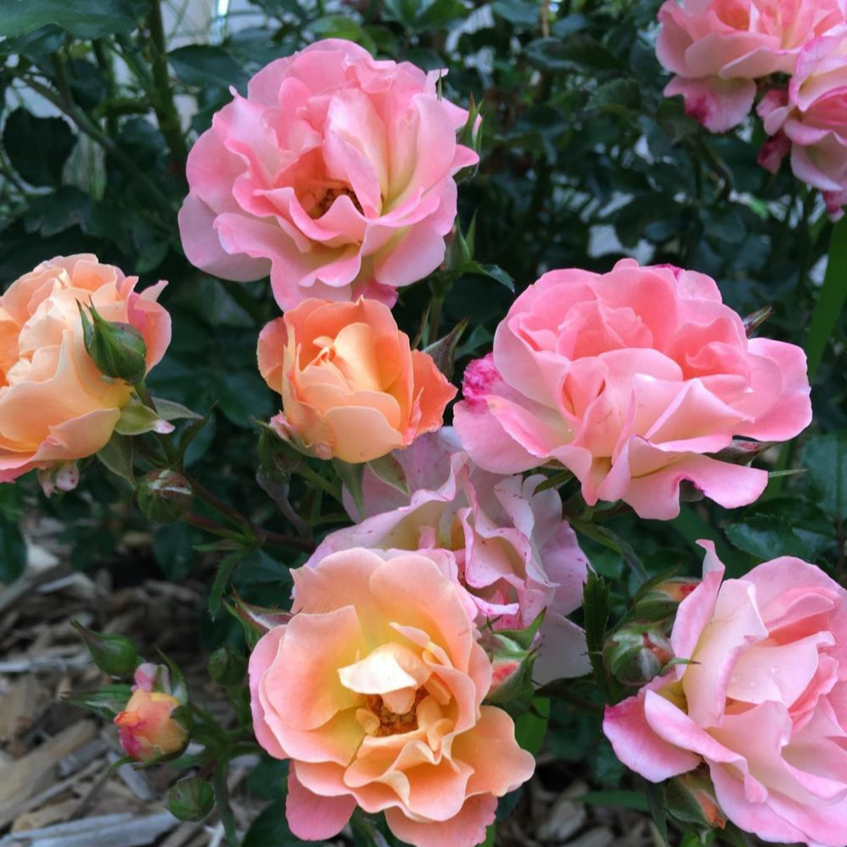 Peach Drift Rose Perennial Seeds - Peach Pink Blooms, 30+ seeds