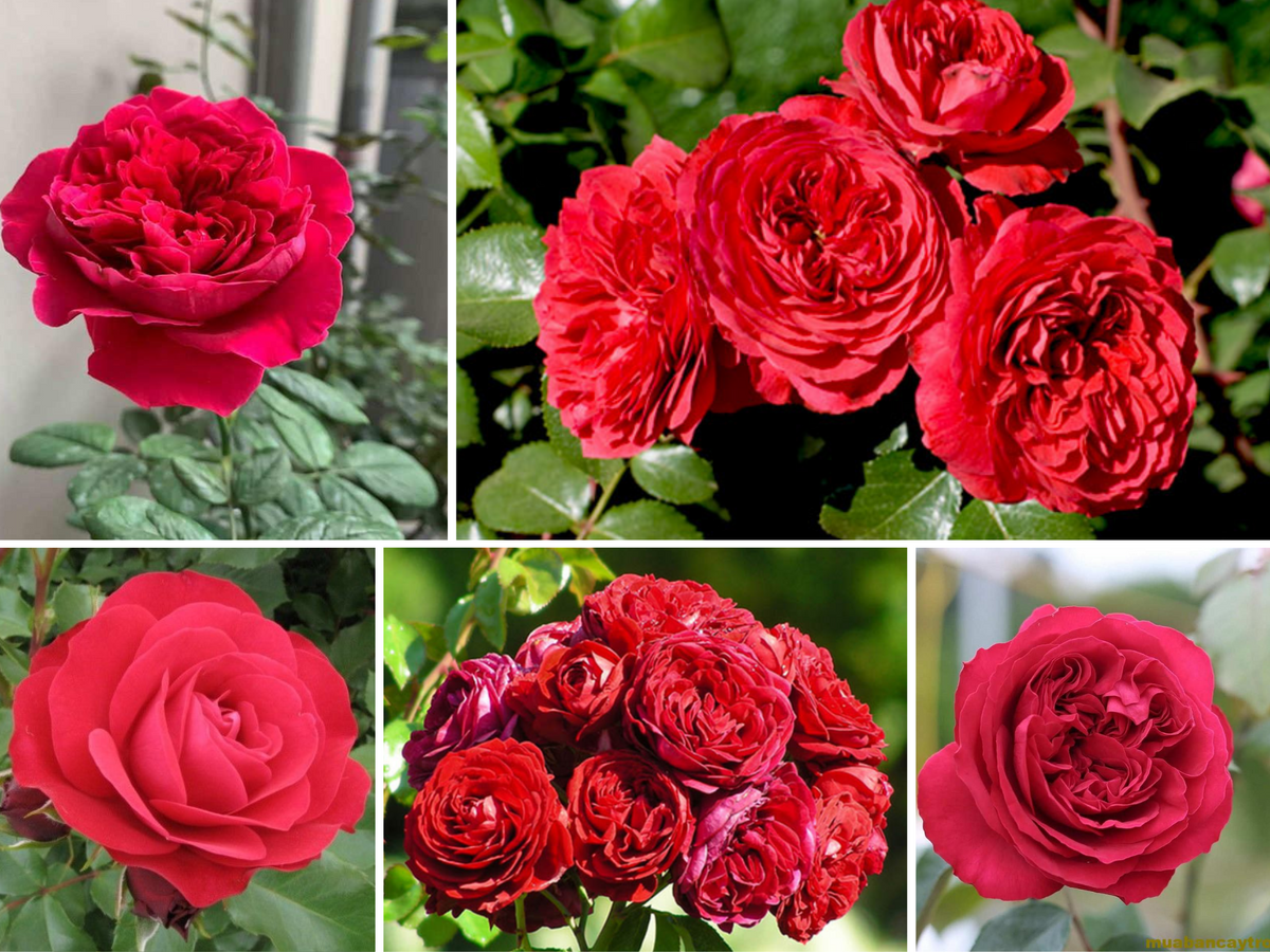 Monalisa Rose Perennial Seeds, 30+ seeds