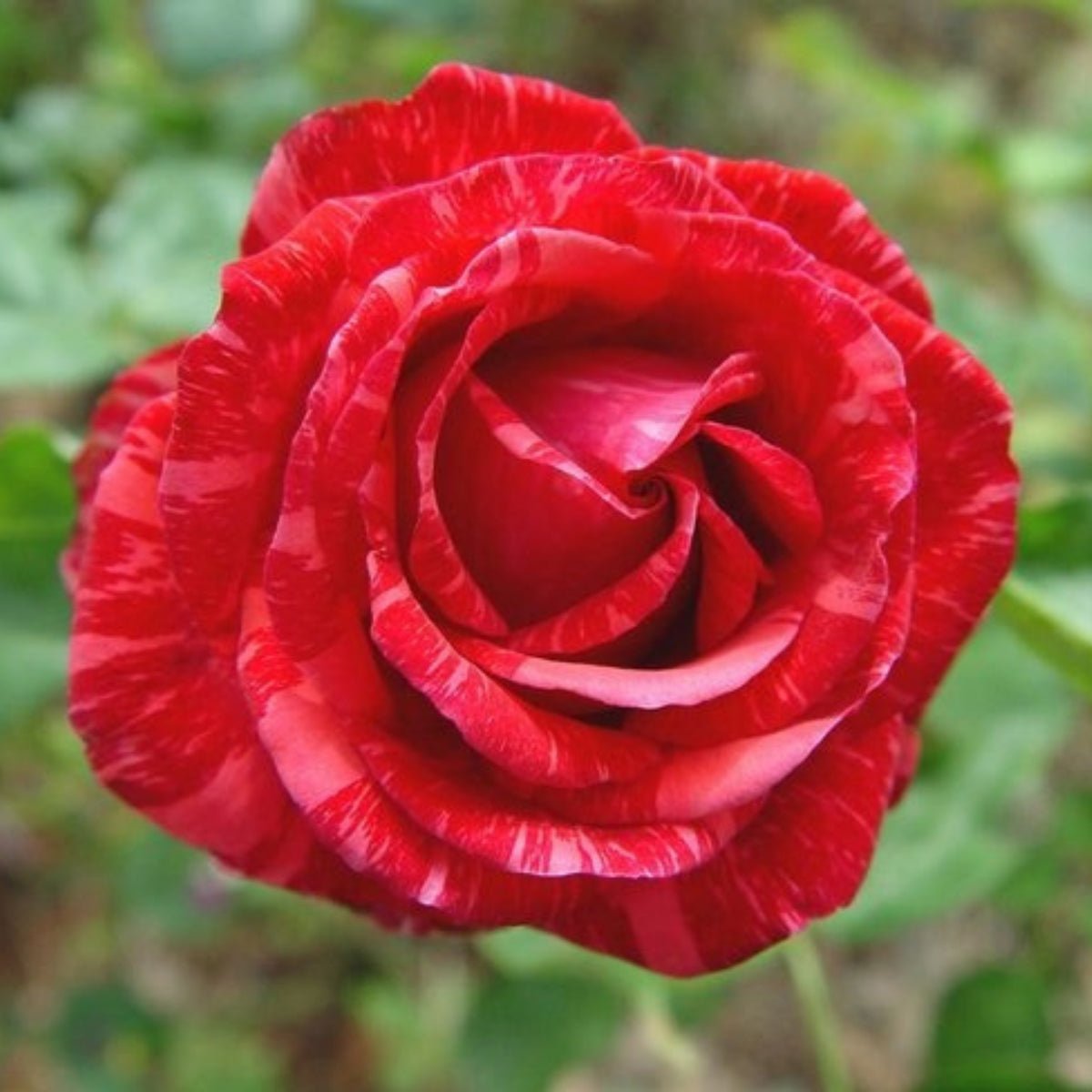 Red Intuition Perennial Rose Seeds - Garden Rose, 30+ seeds
