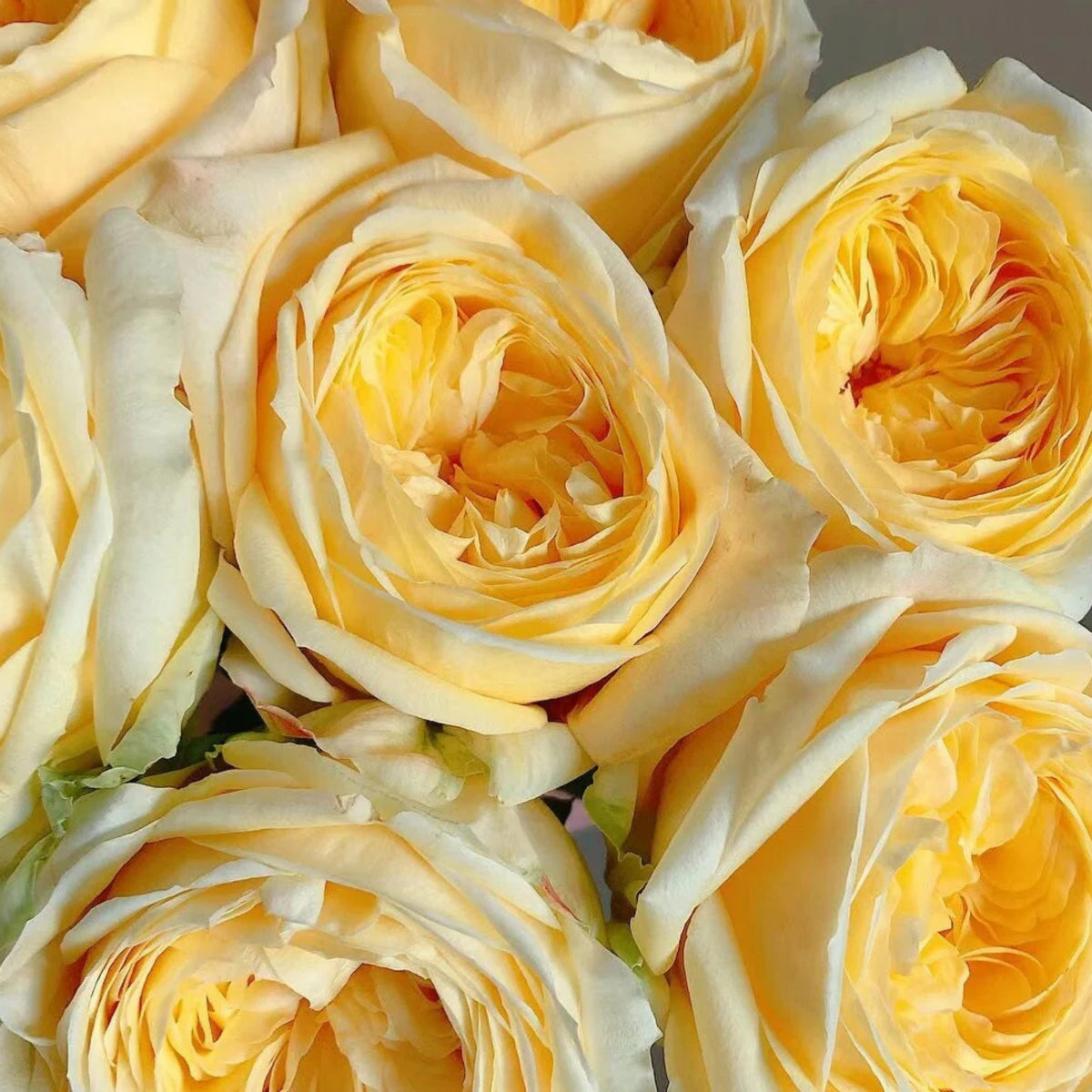 Catalina Rose Perennial Seeds - Garden Rose, 30+ seeds