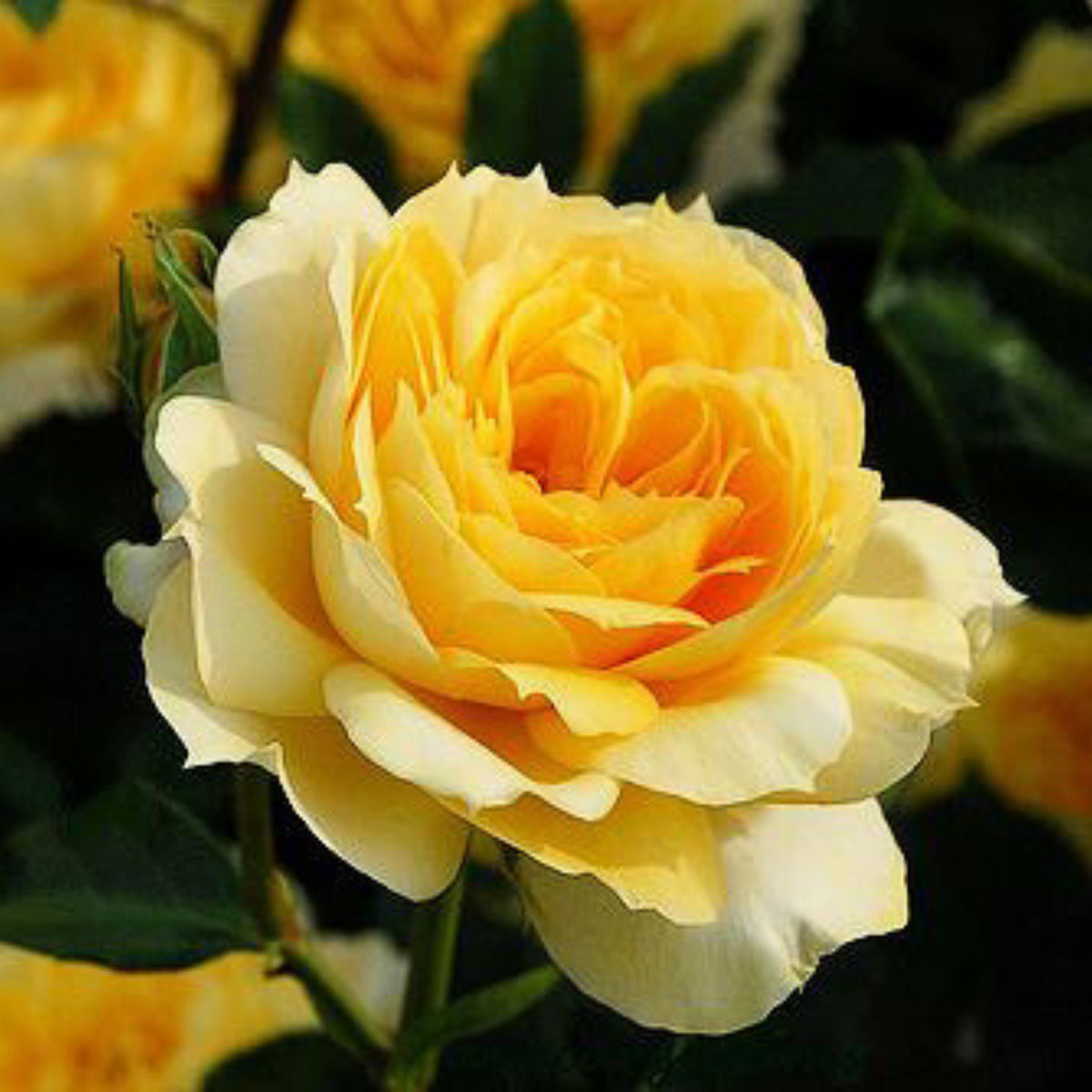 Sunny Antike Perennial Rose Seeds - Garden Rose, 30+ seeds