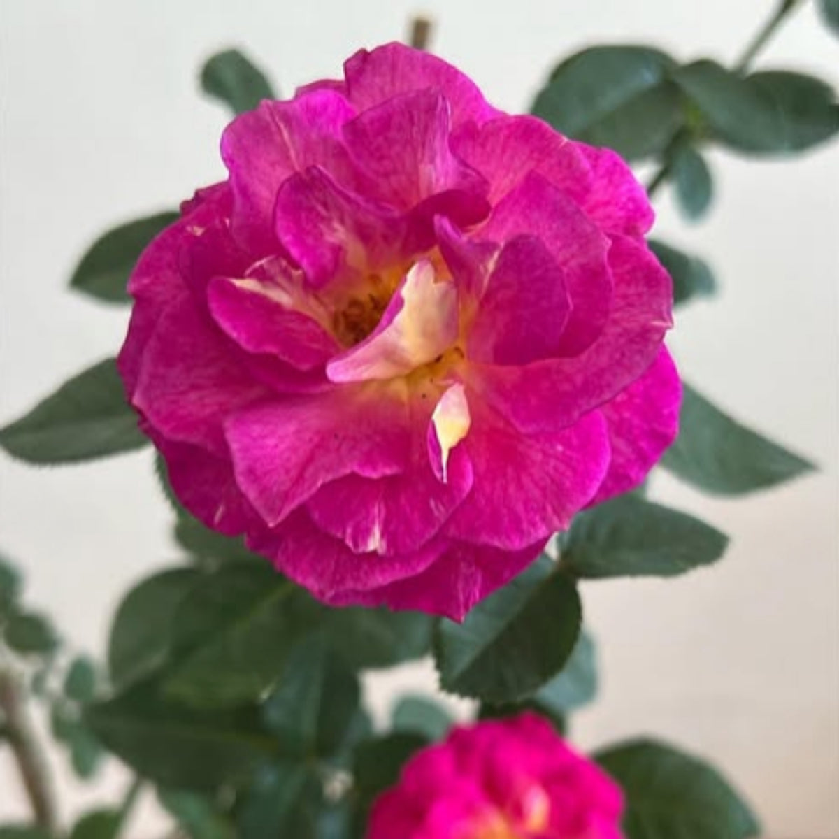 Orfeo Rose Perennial Seeds - Garden Rose, Deep Red Blooms, 30+ seeds