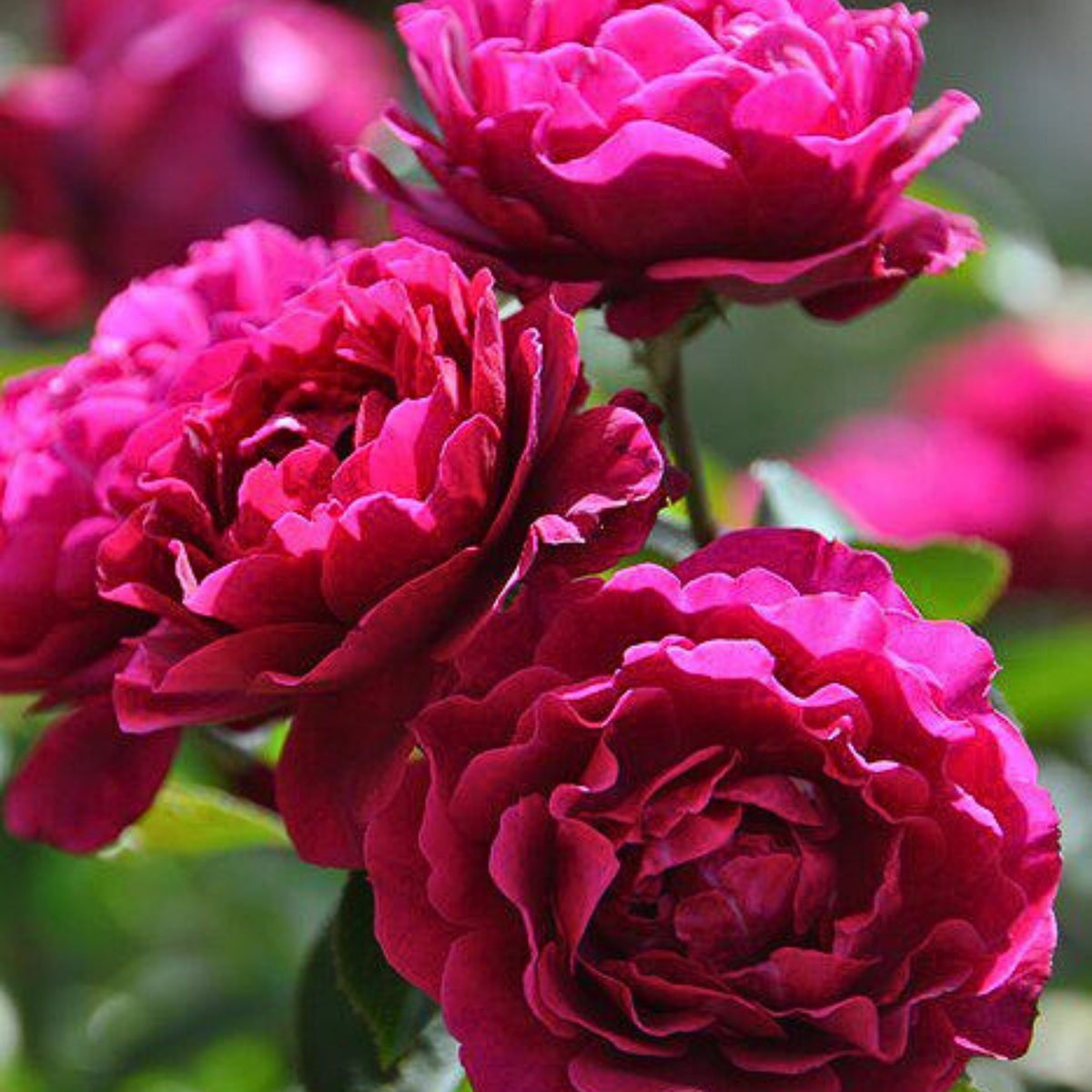 Odysseia Perennial Rose Seeds - Garden Rose, 30+ seeds