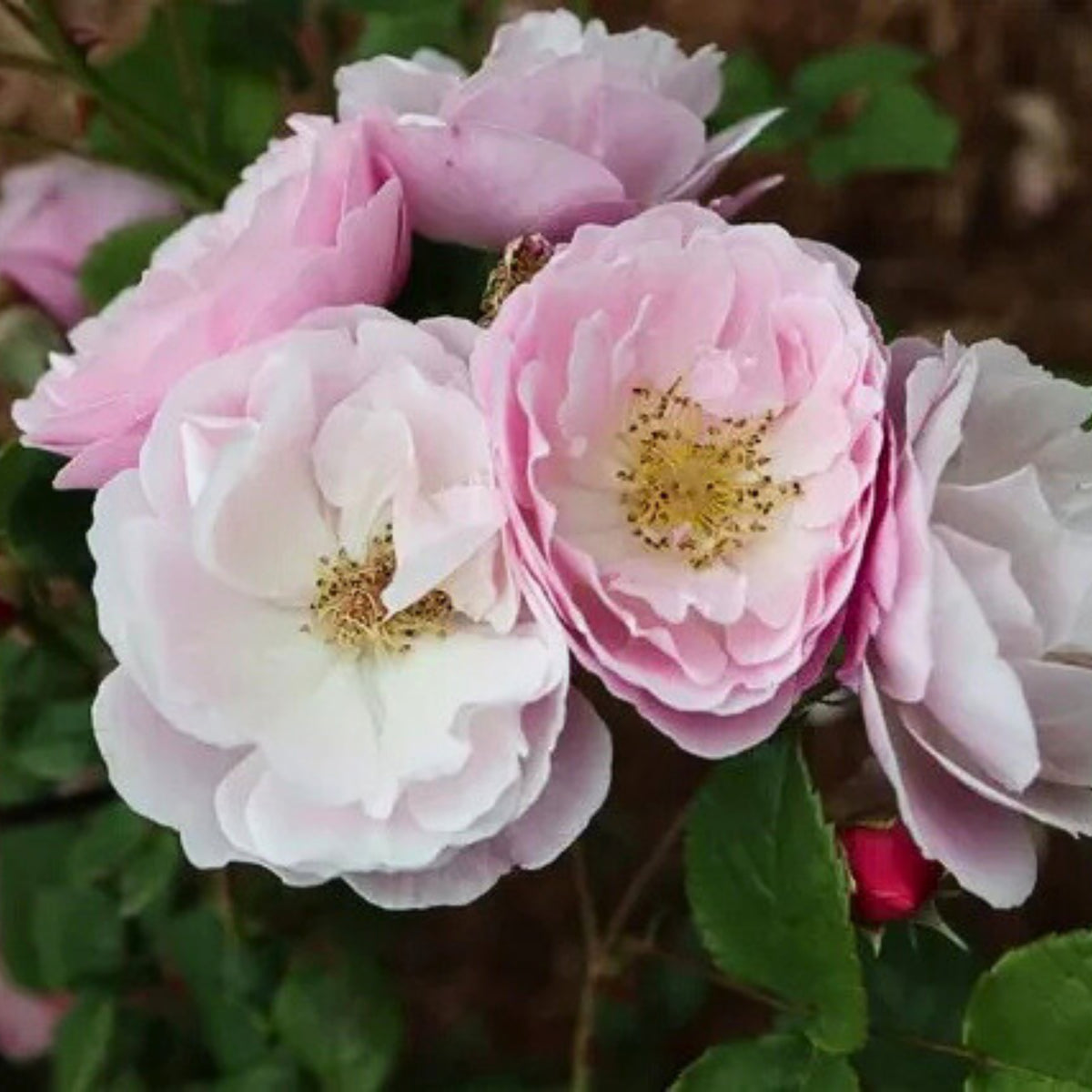 Berceuse Perennial Rose Seeds - Japanese Garden Rose, 30+ seeds