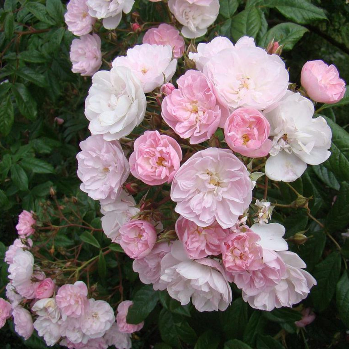 Dentelle de Malines Rose Seeds - Perennial Garden Rose, 30+ seeds