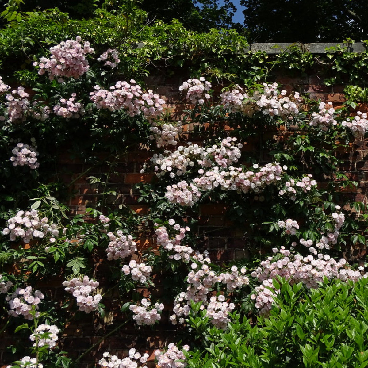 Dentelle de Malines Rose Seeds - Perennial Garden Rose, 30+ seeds