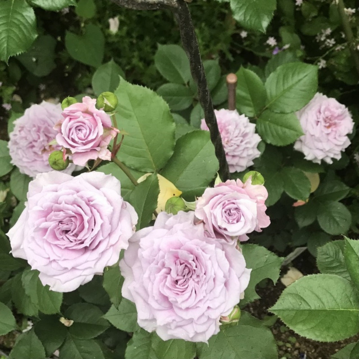 コリン クレイヴン Seeds - Soft Pink Blooms, Fragrant Garden Rose, 30+ seeds