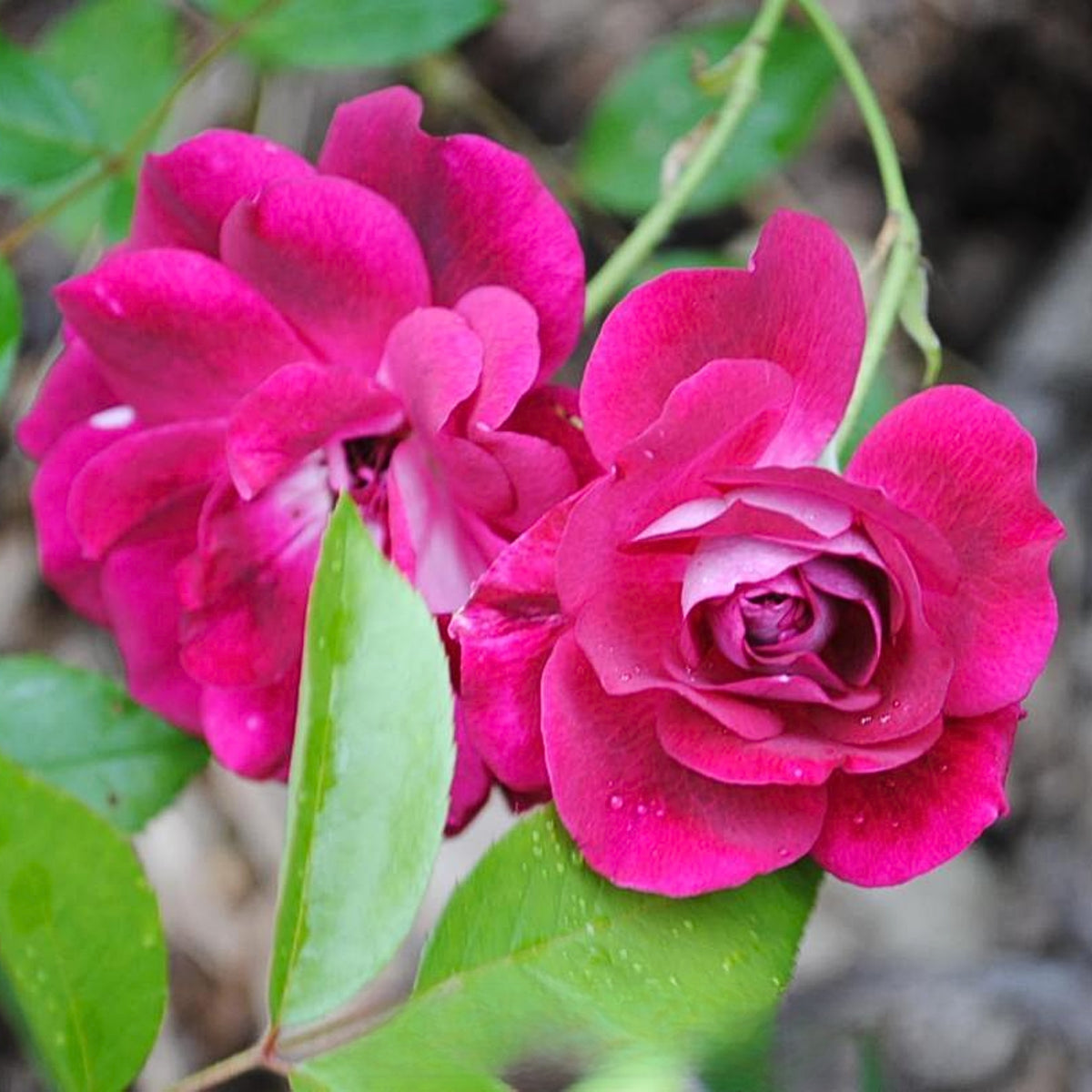 Burgundy Iceberg Perennial Rose Seeds, 30+ seeds