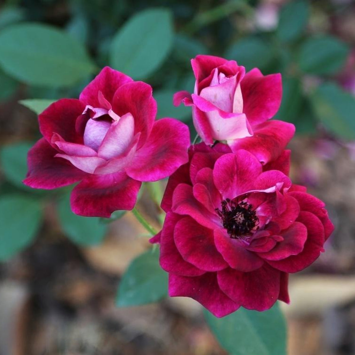 Burgundy Iceberg Perennial Rose Seeds, 30+ seeds