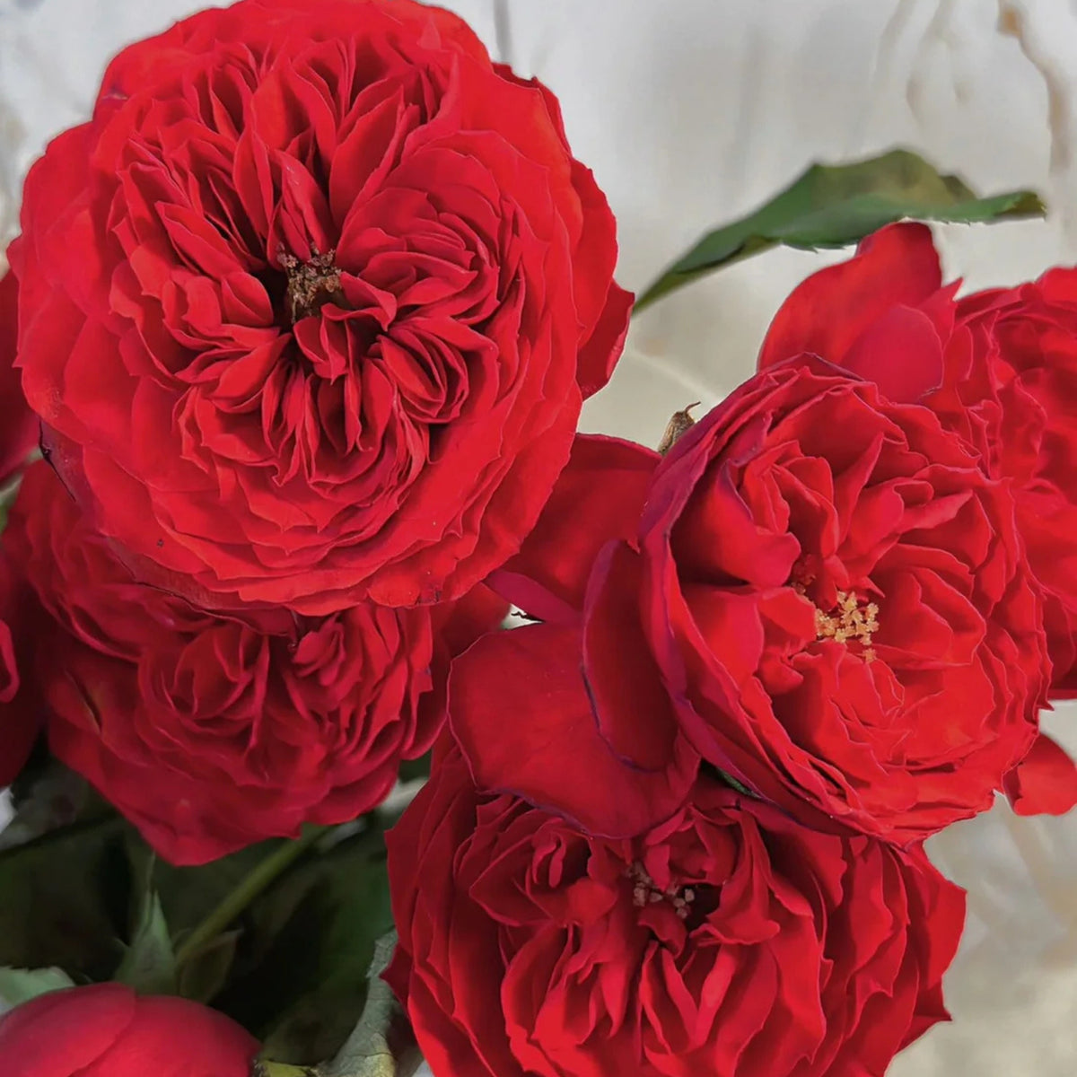 Red Apple Rose Perennial Seeds - Bright Red Blooms, 30+ seeds