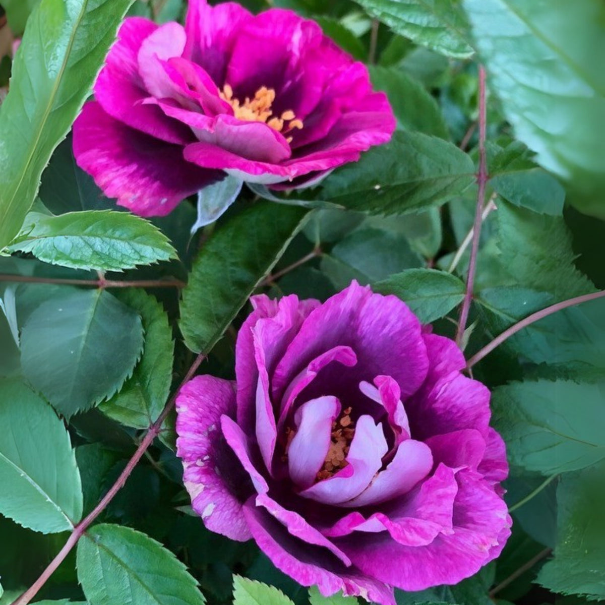 Eyeconic Plum Lemonade Perennial Rose Seeds, 30+ seeds
