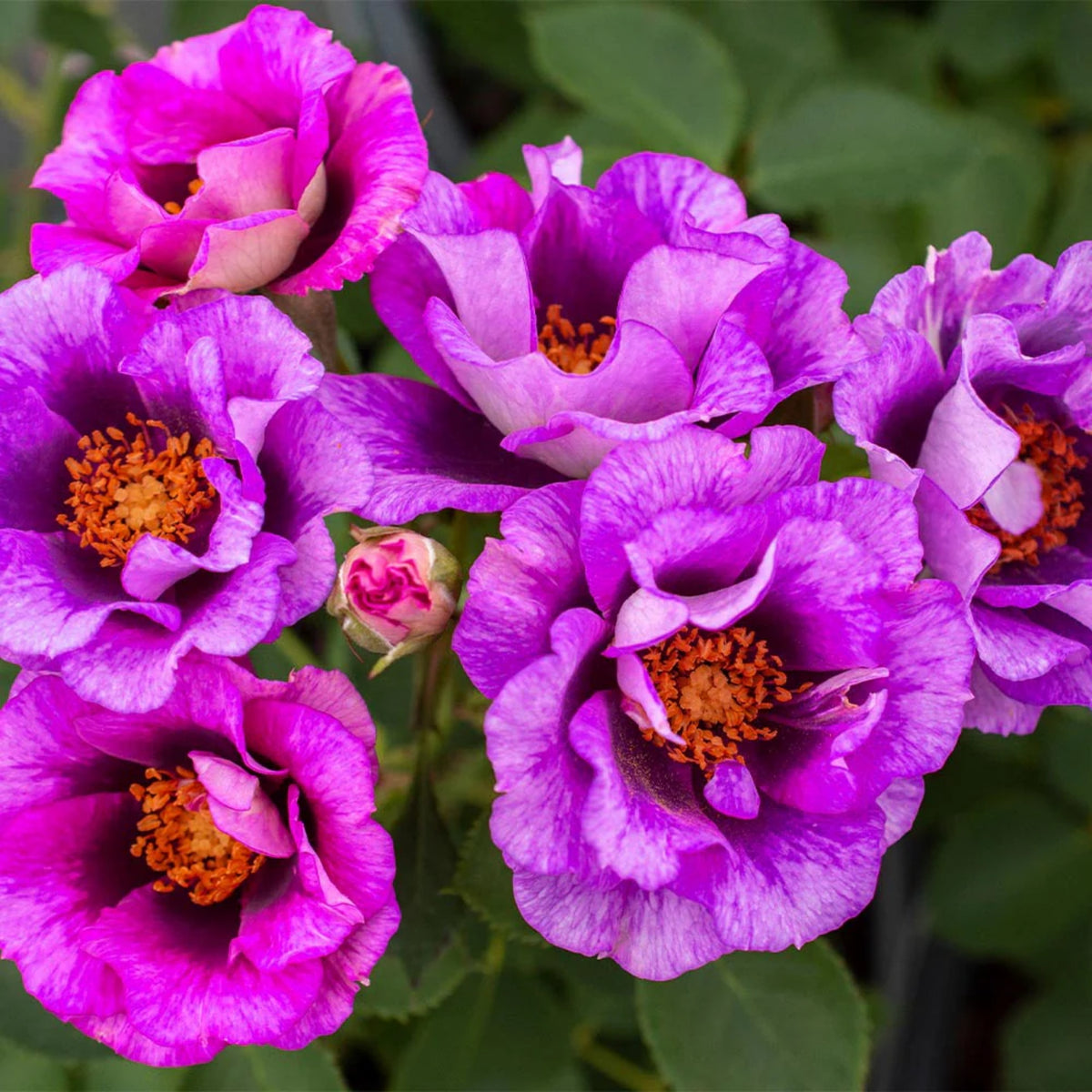 Eyeconic Plum Lemonade Perennial Rose Seeds, 30+ seeds