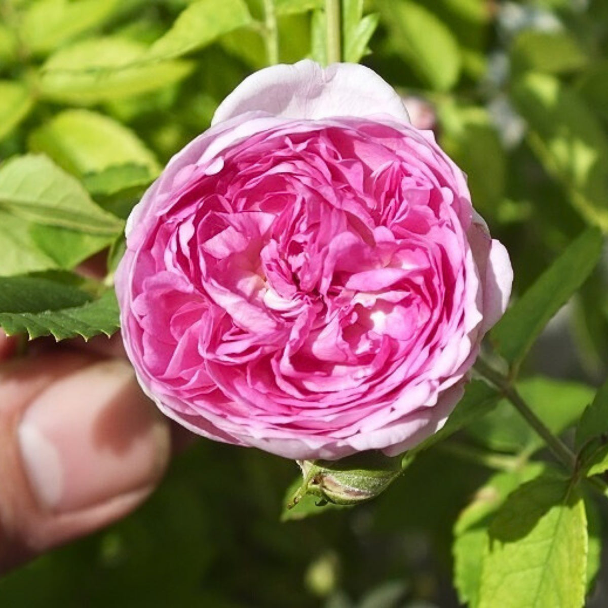 Aunt Margy's Perennial Rose Seeds - Pink and Blush Blooms, 32+ seeds