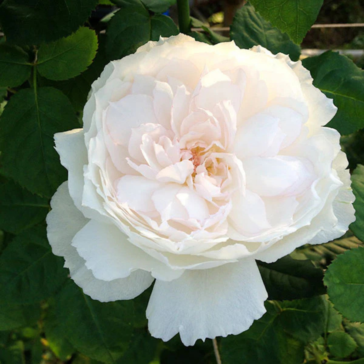 Shizuku Perennial Rose Seeds - Soft Pink Blooms, 30+ seeds
