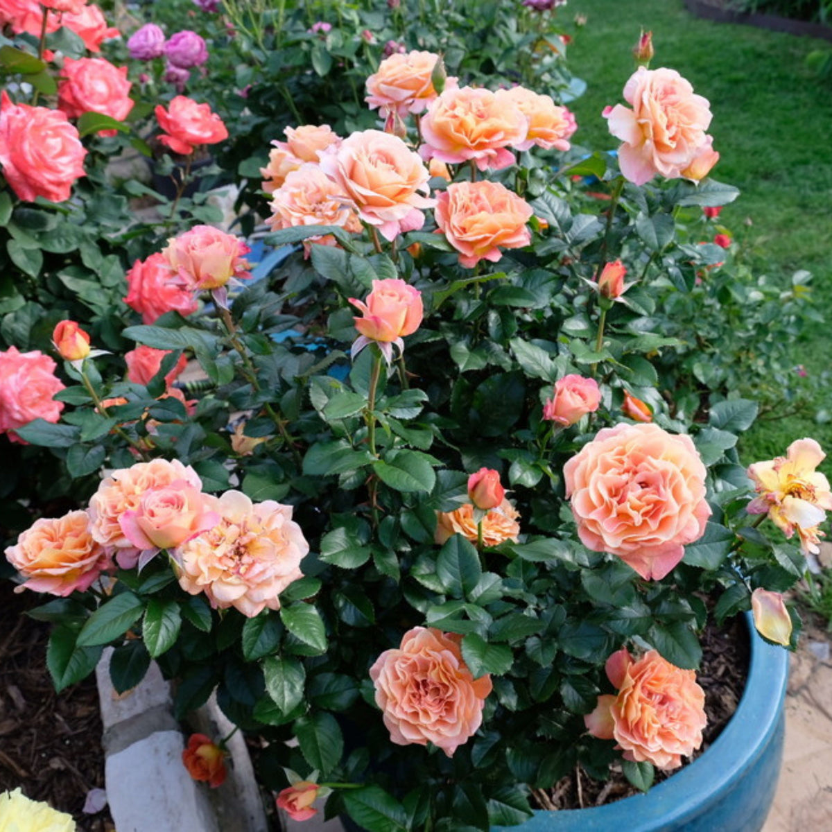 La Park Floribunda Rose Seeds, 30+ seeds
