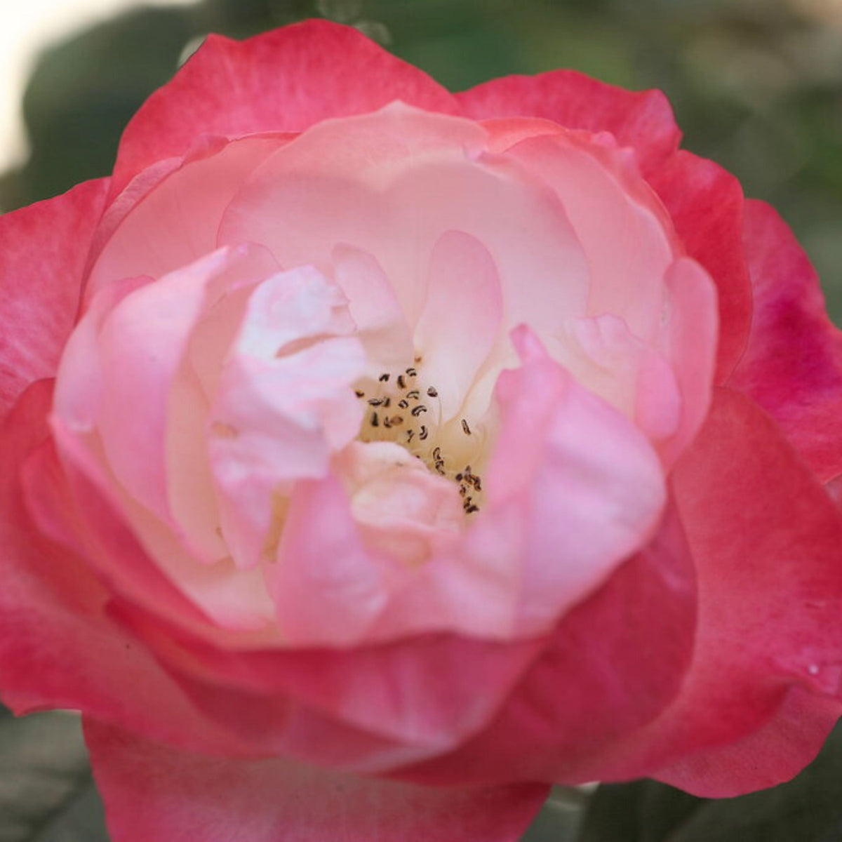 バラ ノスタルジー Seeds - Nostalgie Perennial Rose Seeds, 30+ seeds
