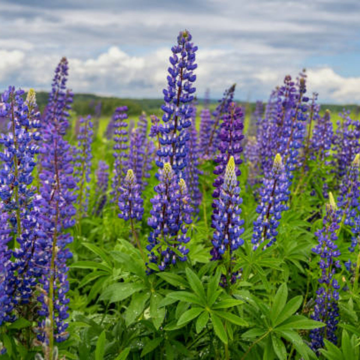 Lupinus Rivularis (Riverbank Lupine) Seeds, Bluebonnet