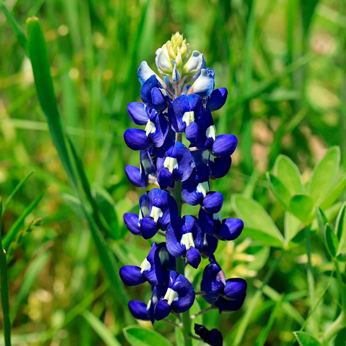 Lupinus Havardii (Big Bend Bluebonnet) Seeds