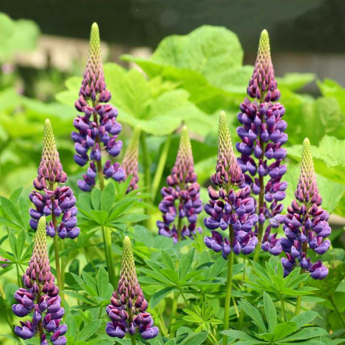Masterpiece Lupine (Lupinus ‘Masterpiece’) Seeds