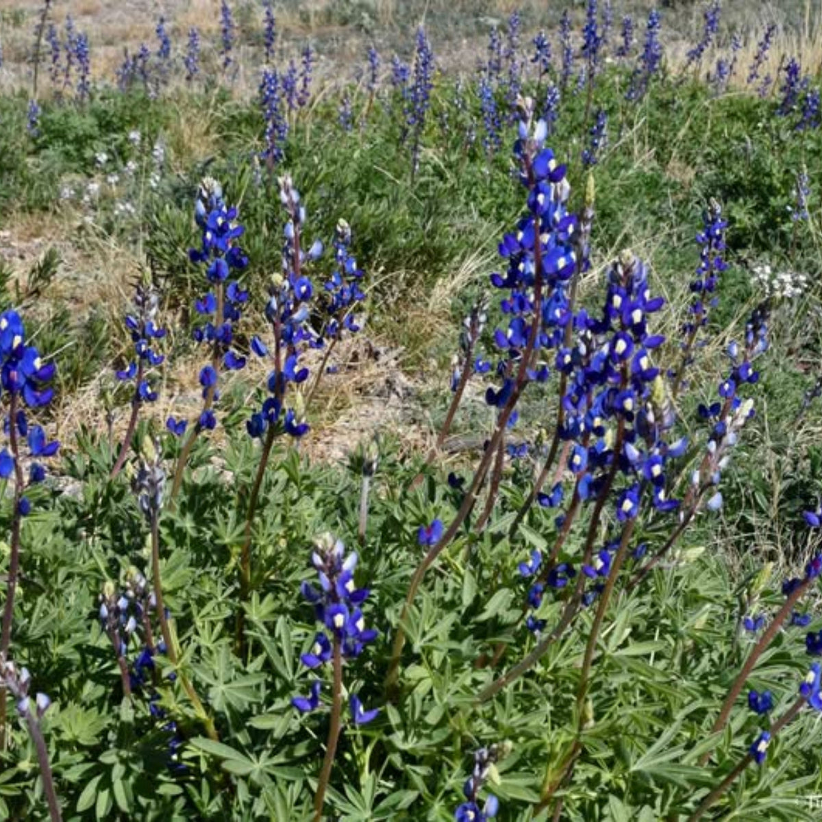 Lupinus Havardii (Big Bend Bluebonnet) Seeds - Lupine Seeds