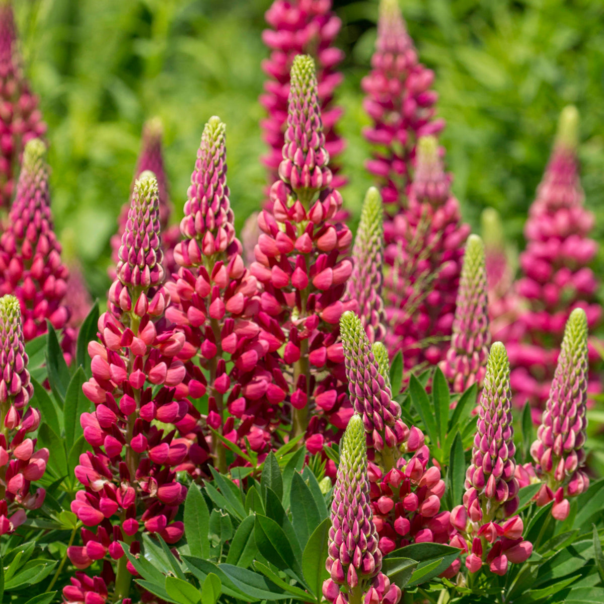 My Castle Lupine Seeds