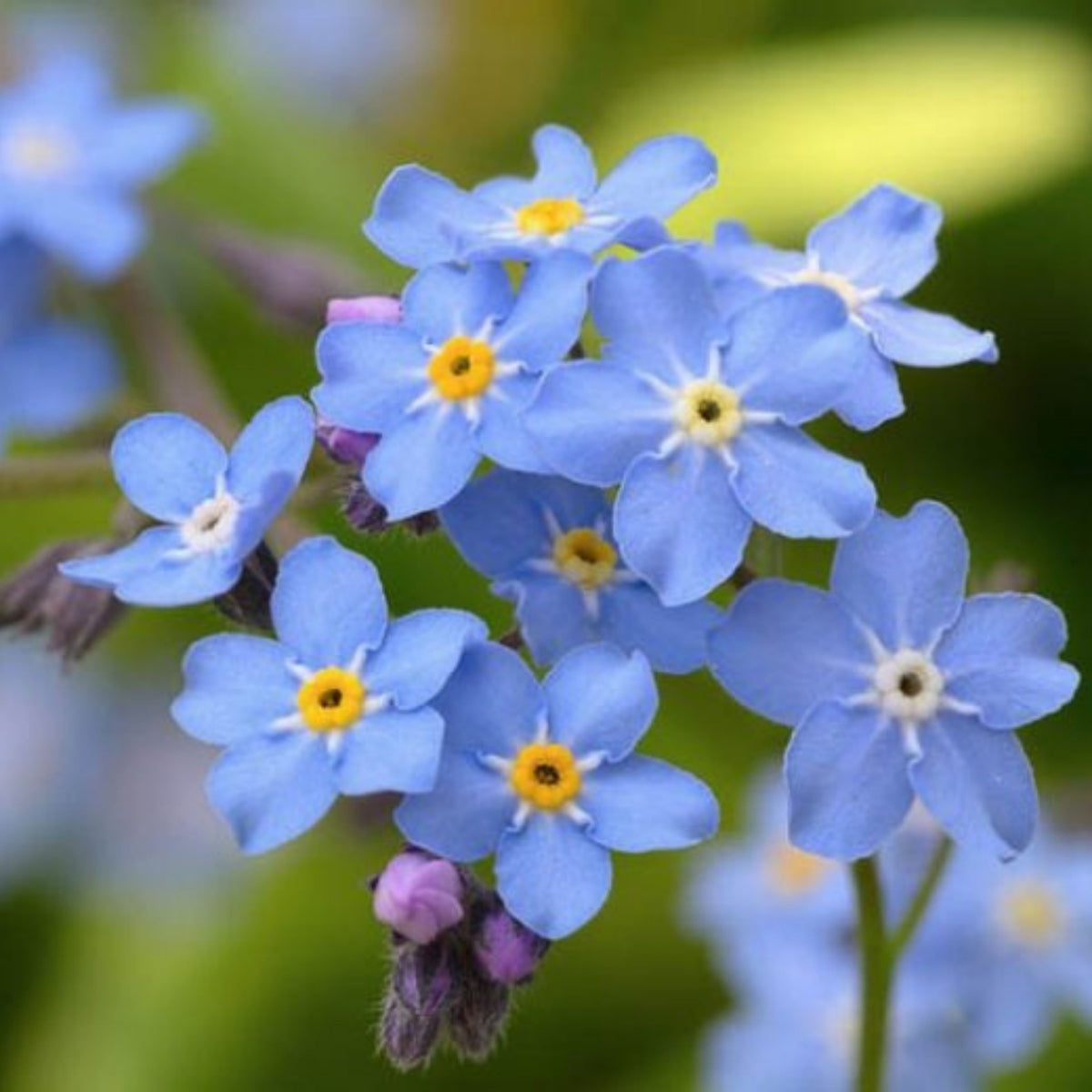 Myosotis (Forget-Me-Not) Seeds - Sylvatica