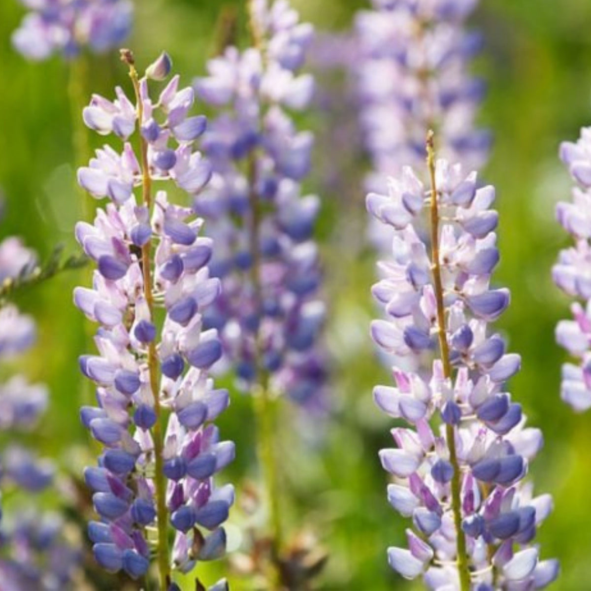 Lupinus Perennis (Wild Lupine) Seeds, Bluebonnet