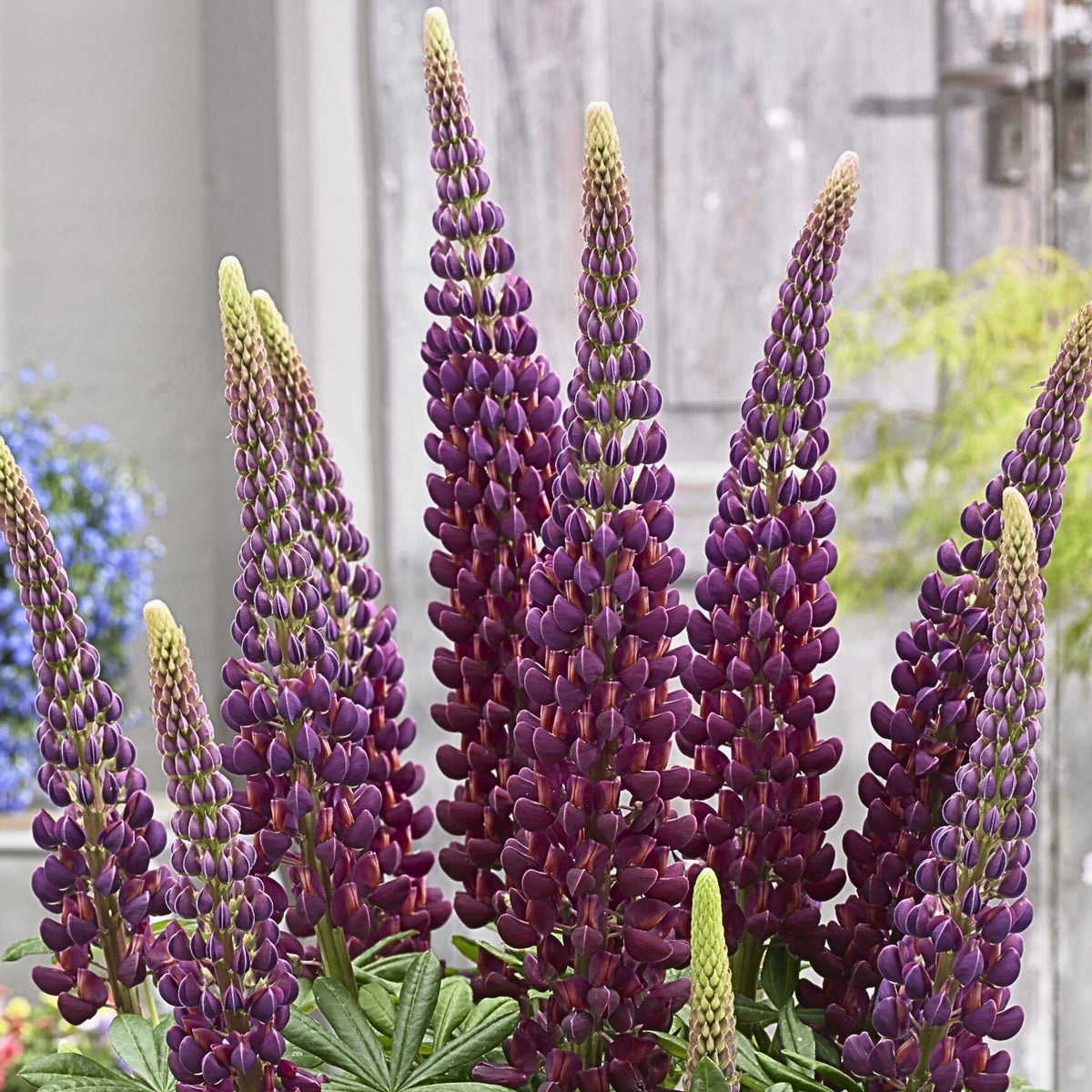 Gallery White Lupine (Lupinus ‘Gallery White’) Seeds