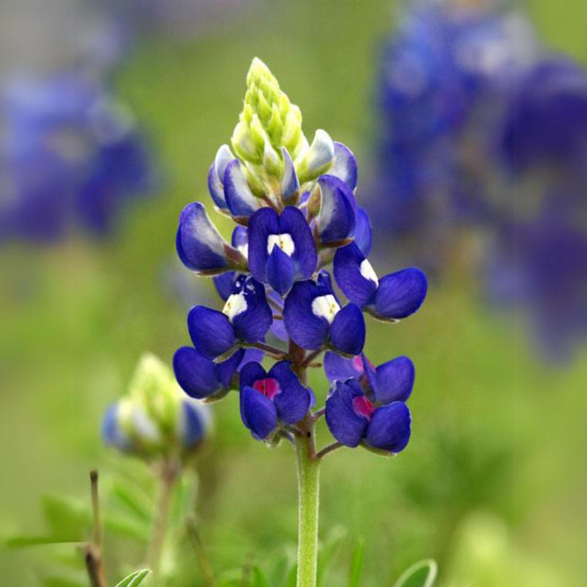 Lupinus Texensis (Texas Bluebonnet) Seeds
