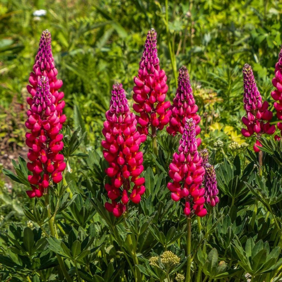 My Castle Lupine Seeds - Bluebonnet