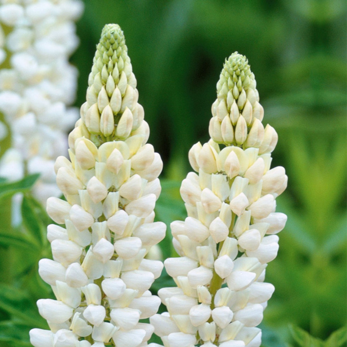 Noble Maiden Lupine Seeds