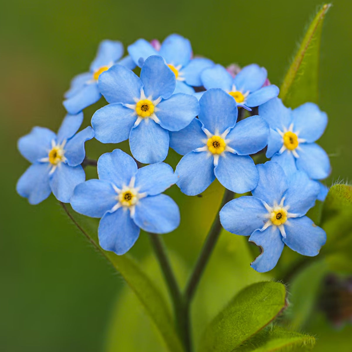 Myosotis Arvensis (Field Forget-Me-Not) Seeds