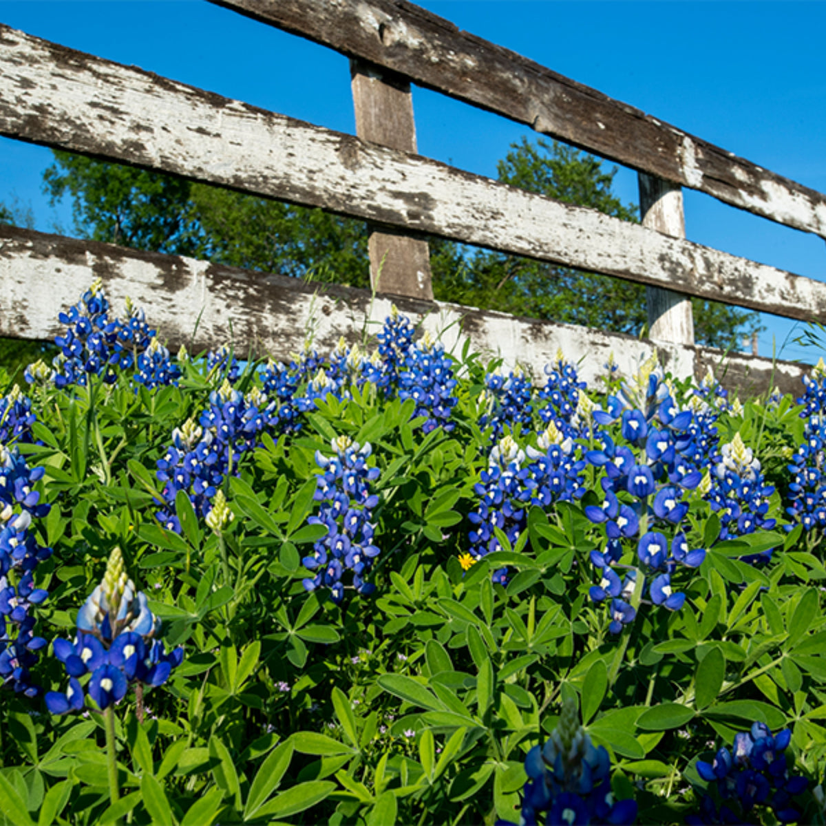 Lupinus Texensis (Texas Bluebonnet) Seeds - Lupine Seeds