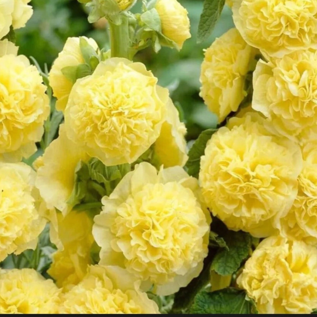 Yellow Banana Hollyhock Seeds - Alcea Rosea Seeds, 20 seeds