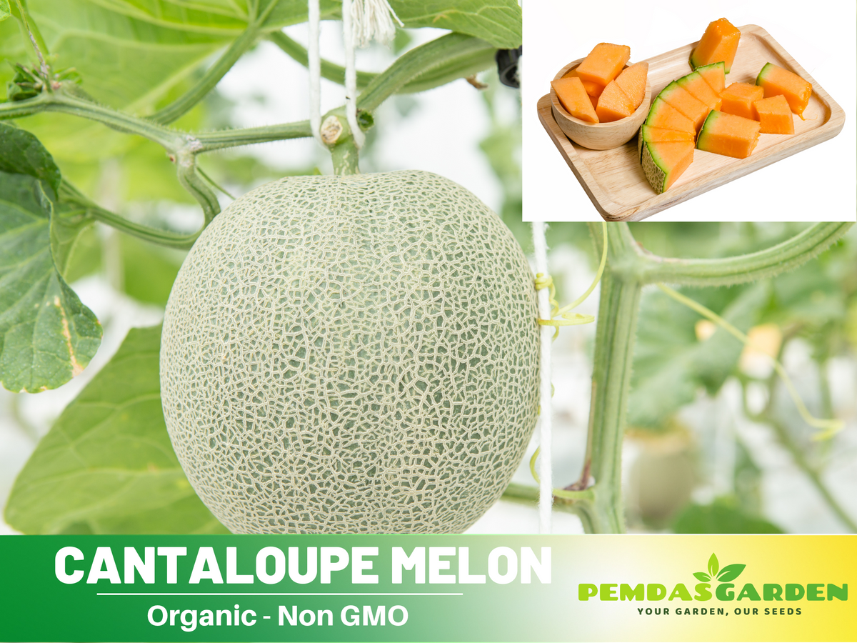plant cantaloupe seeds 25 seeds| Cantaloupe Melon Seeds– Delicious Fruit, Easy to Grow, Peren –  PEMDASGARDEN