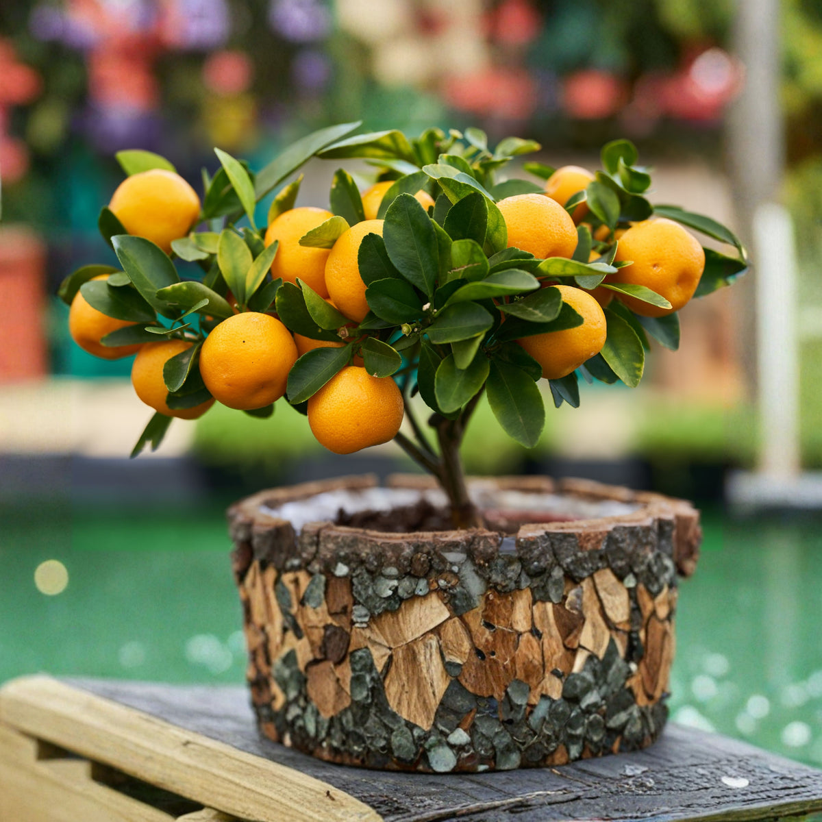 Orange Tree Bonsai Seeds - Delicious Fruit, Perennial, 10 seeds