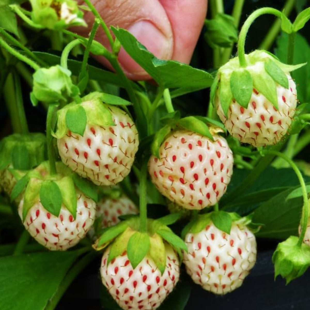 White Strawberry Seeds - Delicious Fruit, Perennial, 110 seeds