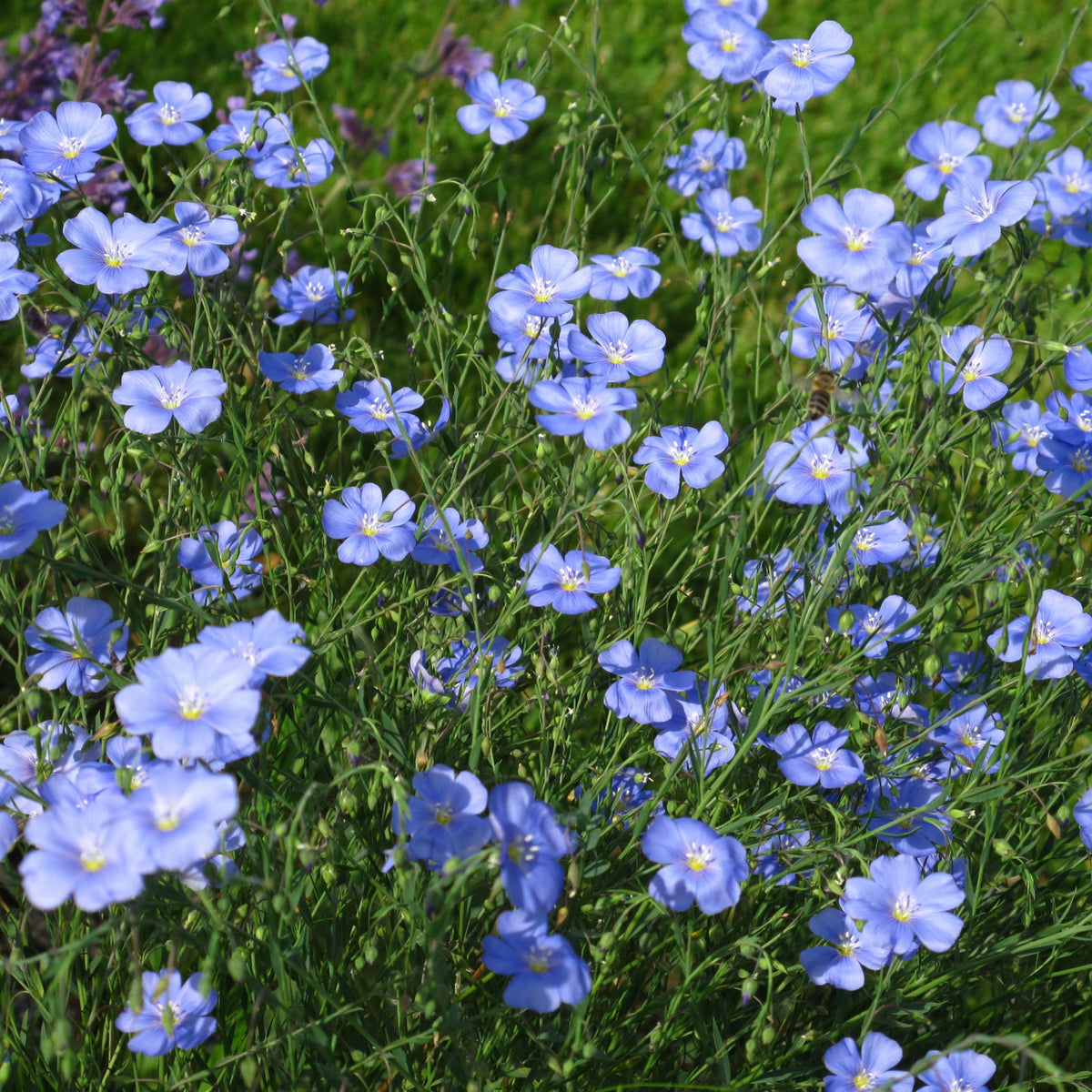 Common Flax, Linum Usitatissimum Seeds, 30 seeds