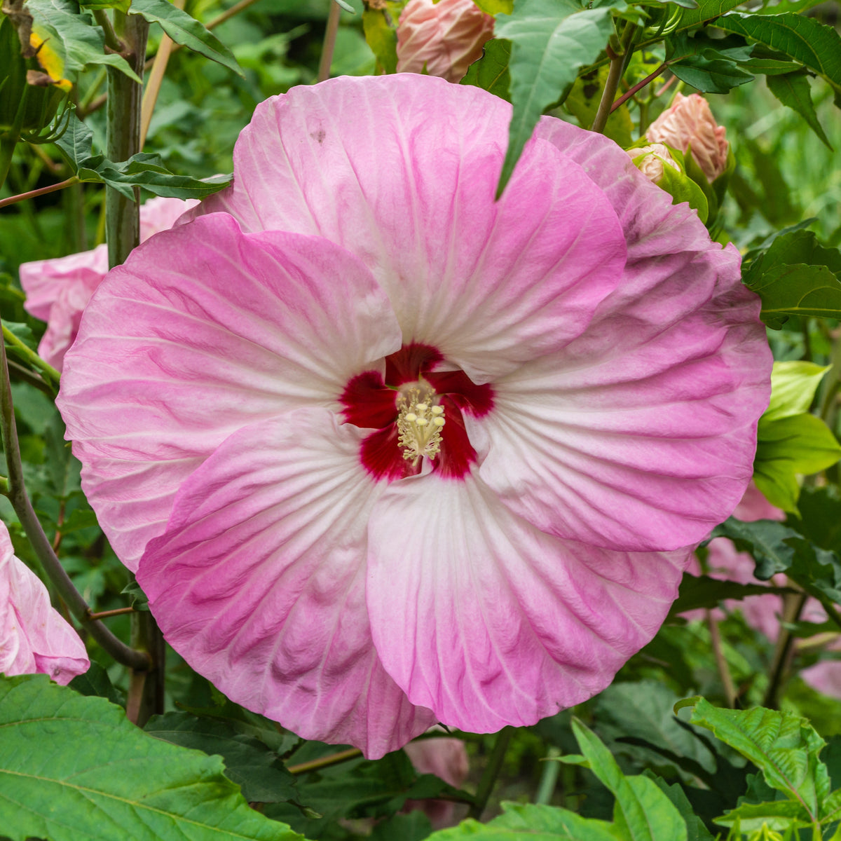 Rose Mallow Hibiscus Seeds - Swamp Hibiscus, Hardy Hibiscus, 30 seeds