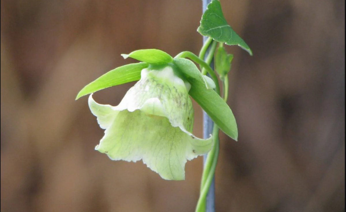 Dang-Shen Seeds - Eco, Friendly, 60 seeds
