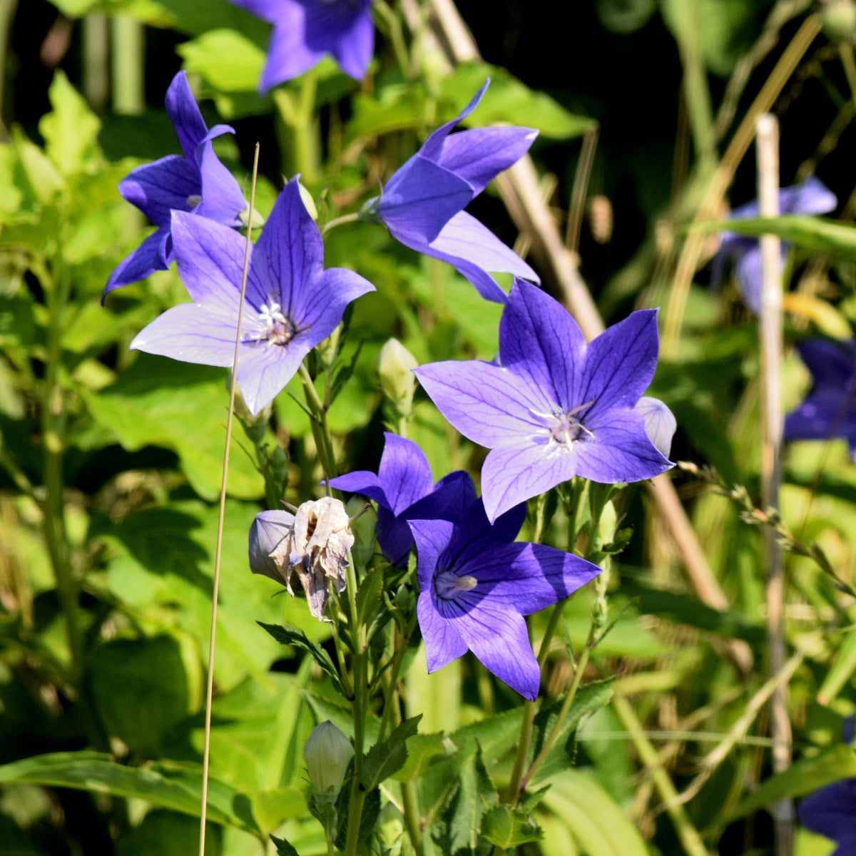 Blue Balloon Flower Seeds - Platycodon Grandiflorus, 60 seeds