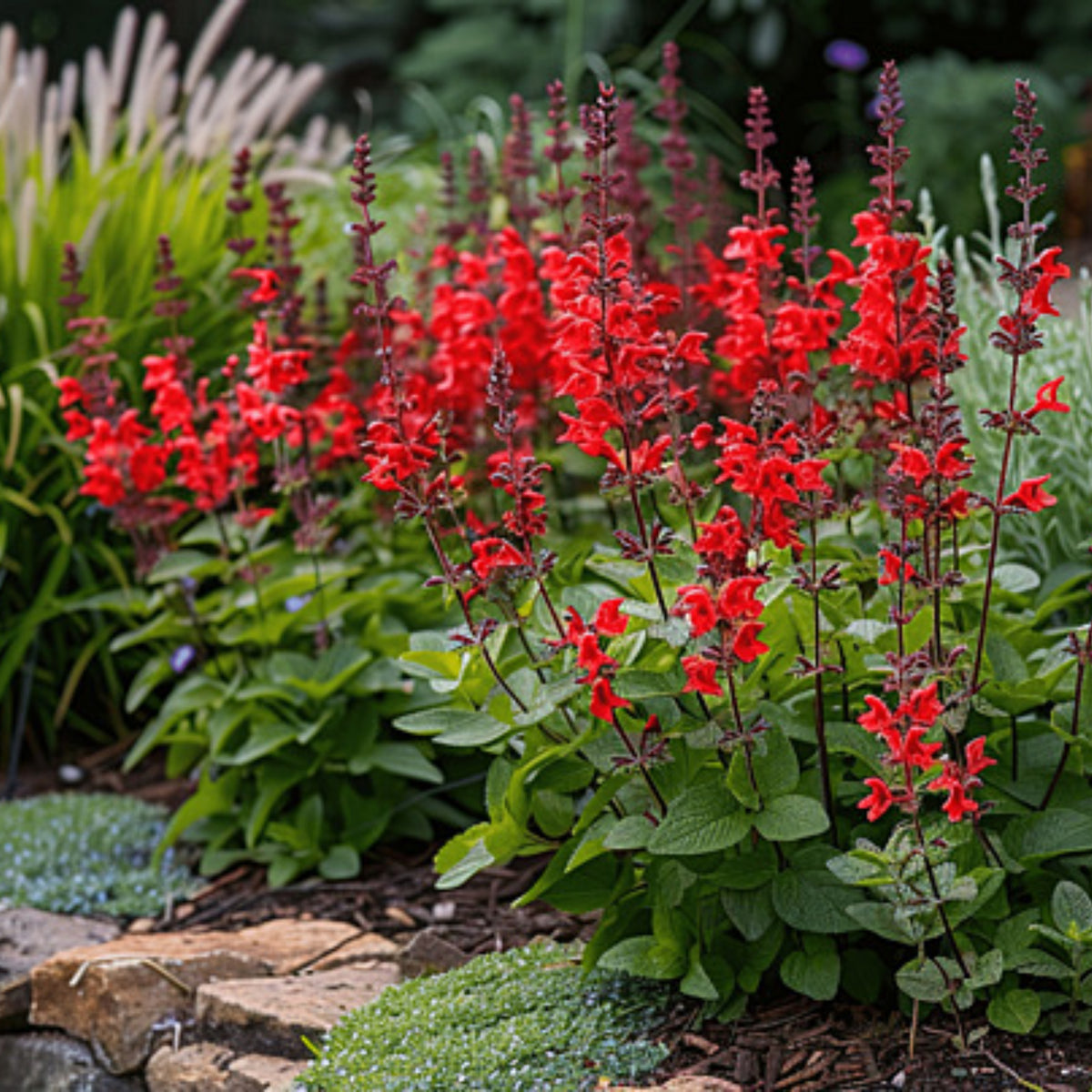 Scarlet Sage Seeds, 110 seeds