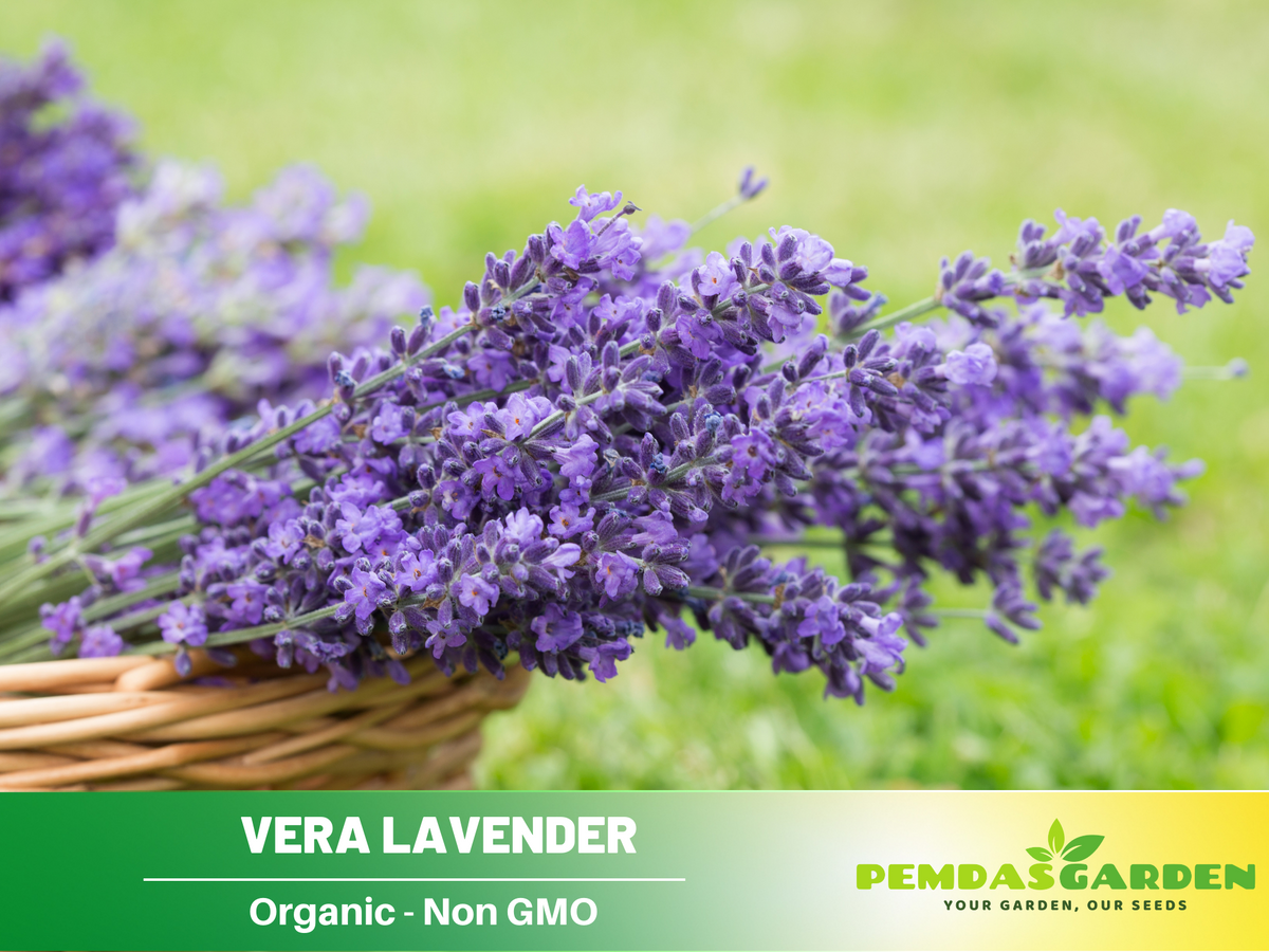 lavender vera plant 155 seeds| Vera Lavender Herbs Seeds – Lavandula