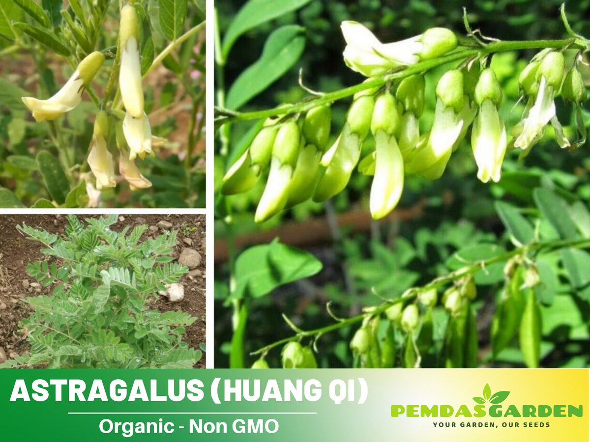 27 Seeds| Huang Qi - Astragalus membranaceus - Perennial Medicinal Her   PEMDASGARDEN