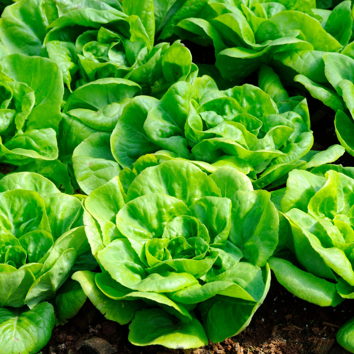 Buttercrunch Lettuce Seeds - Lactuca Sativa, 505 seeds