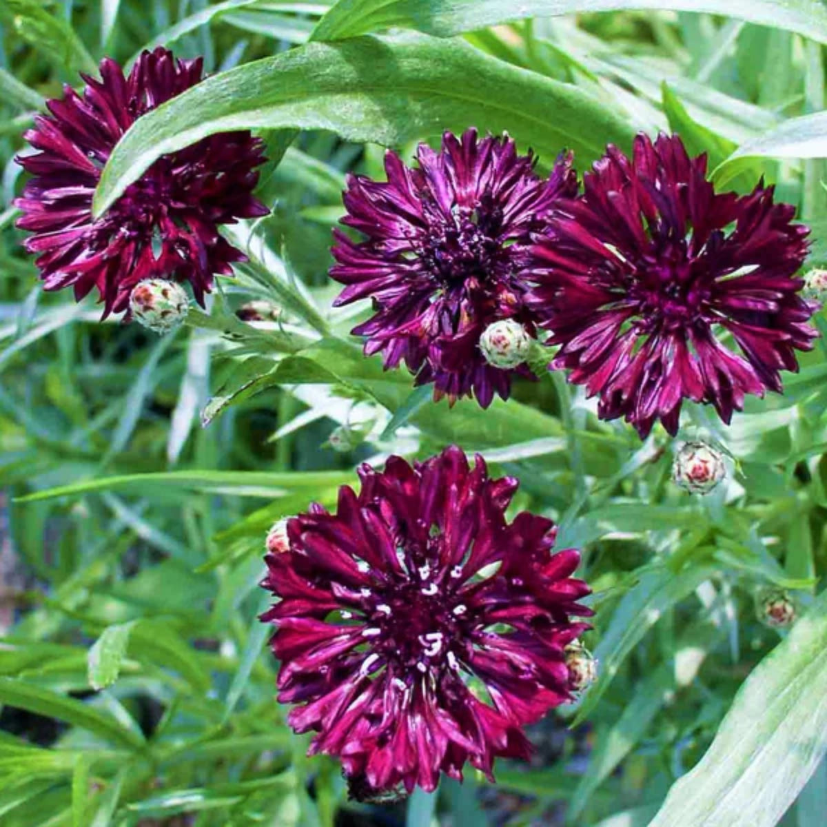 Black Bachelor’s Button Seeds - Cornflower Black Seeds, 30 seeds