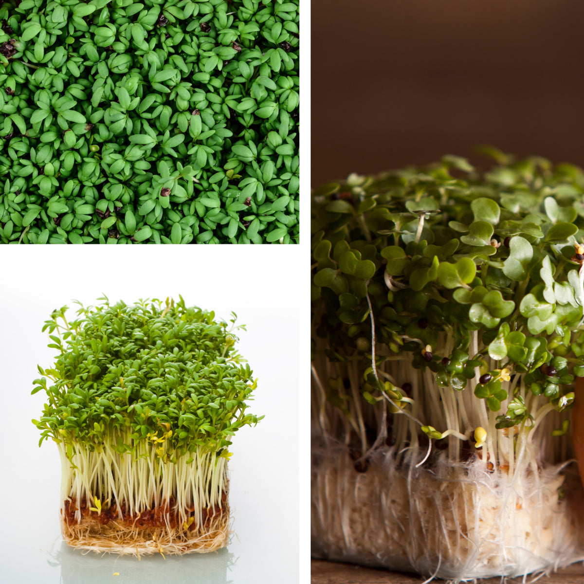 Pepper Cress Seeds - Garden Cress, 505 seeds